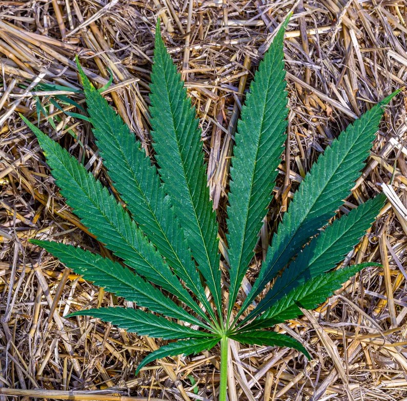 swami-select-california-cannabis-6